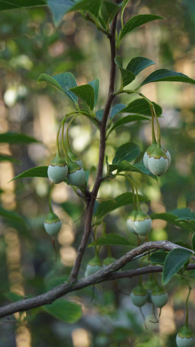 Styrax japonicus fargesii op stam