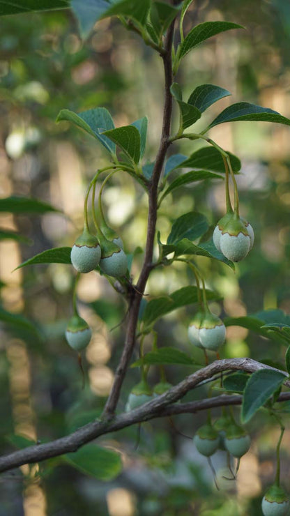 Styrax japonicus fargesii op stam