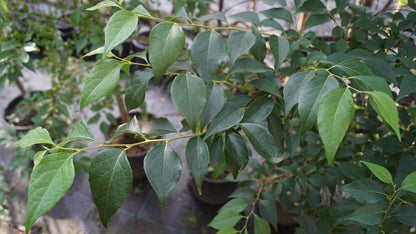Styrax japonicus fargesii op stam