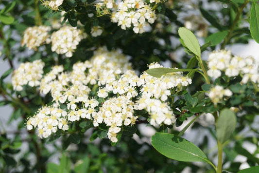 Spiraea arguta op stam bloem
