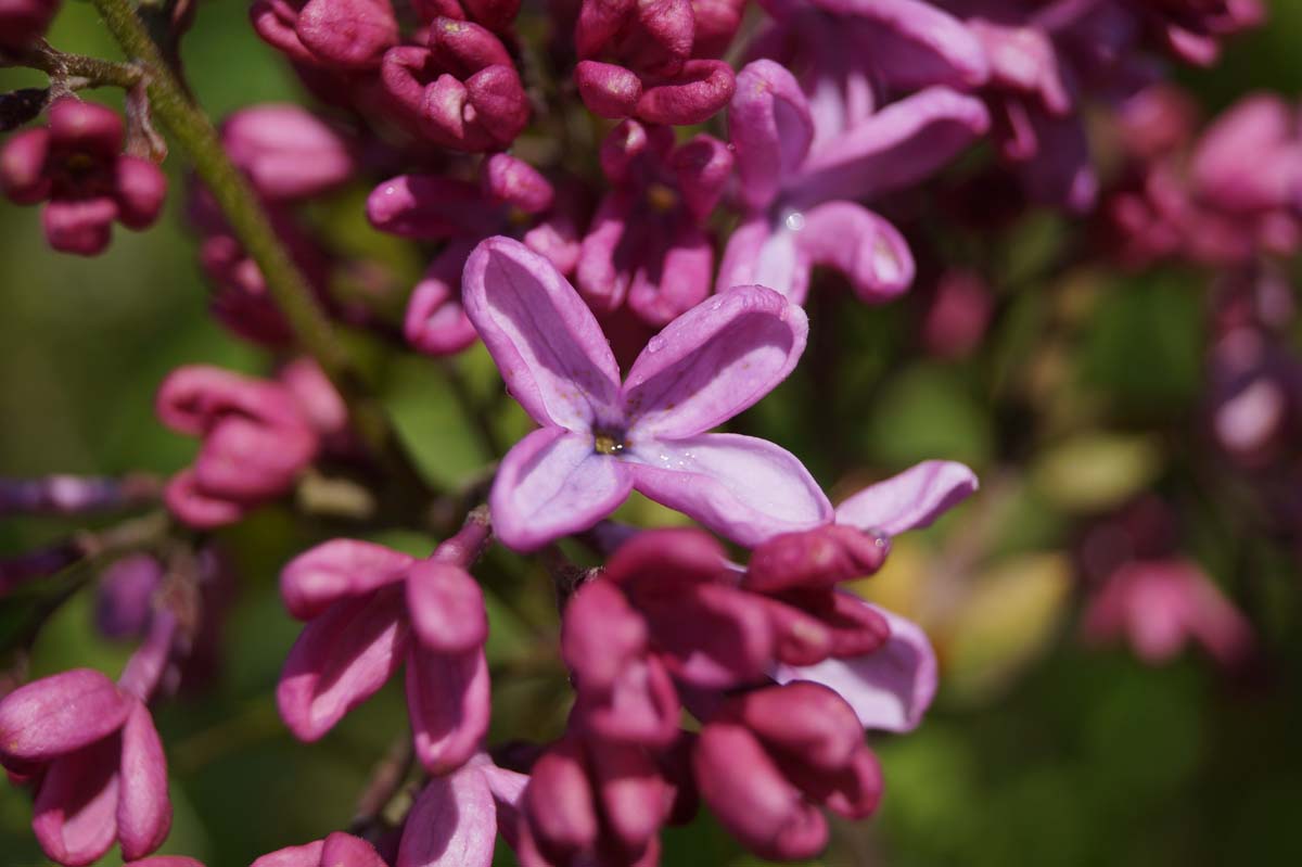 Syringa hyacinthiflora 'Esther Staley' op stam