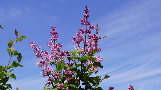 Syringa josikaea solitair