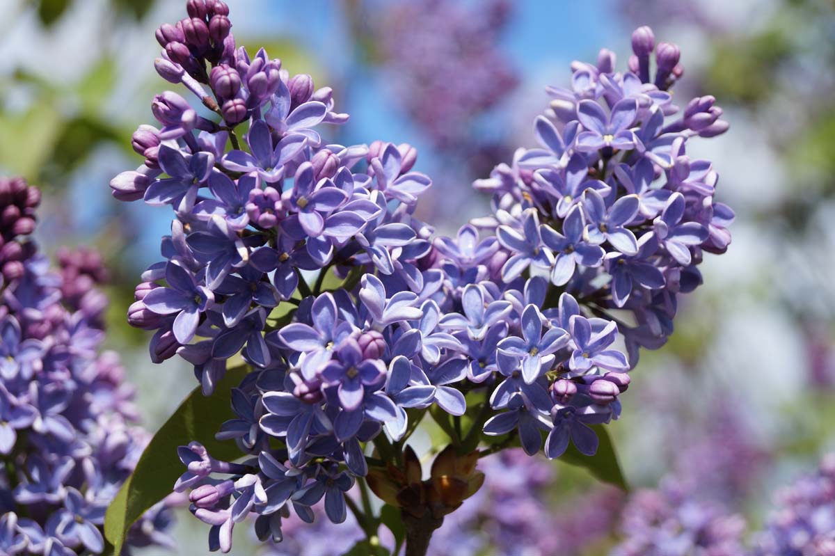 Syringa vulgaris 'President Lincoln' meerstammig / struik