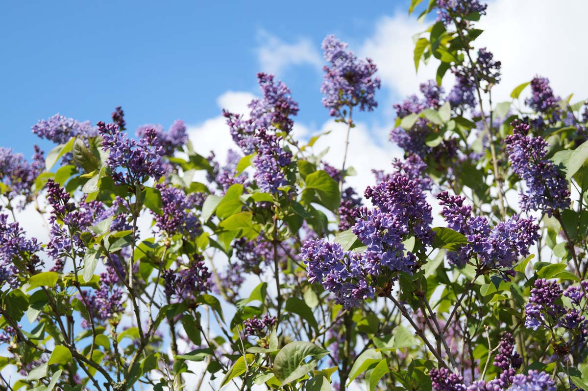 Syringa vulgaris 'President Lincoln' meerstammig / struik