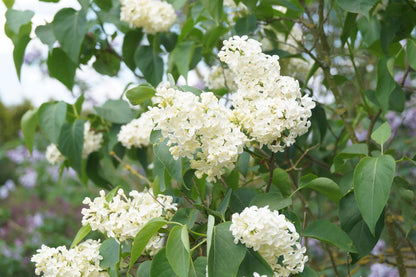 Syringa vulgaris 'Primrose' bloesem