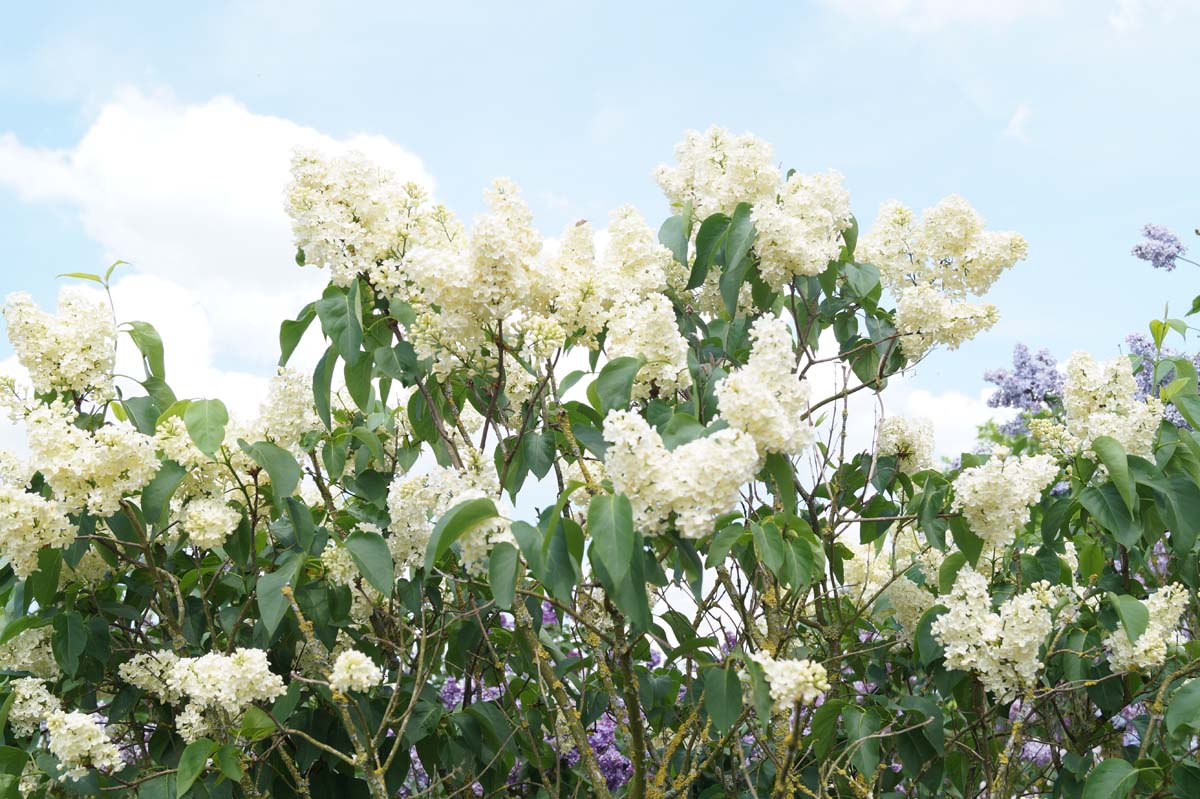 Syringa vulgaris 'Primrose' bloesem