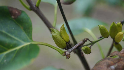 Syringa vulgaris 'Sensation' op stam twijg