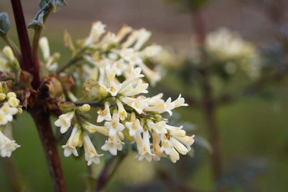 Syringa pinnatifolia meerstammig / struik