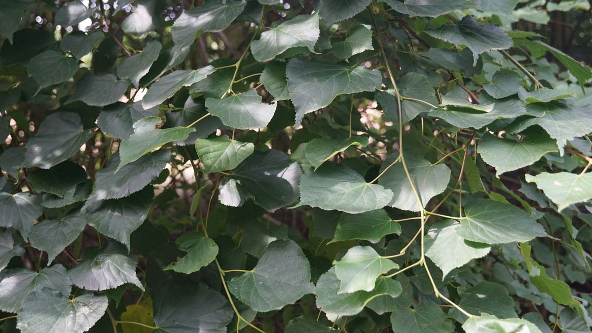 Tilia cordata dakboom blad