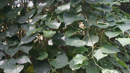 Tilia cordata dakboom blad