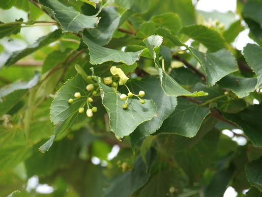 Tilia cordata 'Greenspire' haagplant bloem