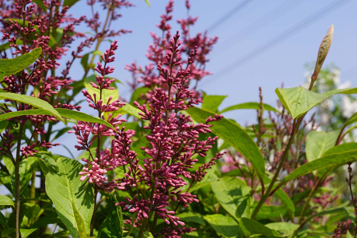 Syringa (V) 'James Macfarlane' Tuinplanten bloem