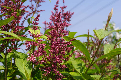 Syringa (V) 'James Macfarlane' Tuinplanten bloem
