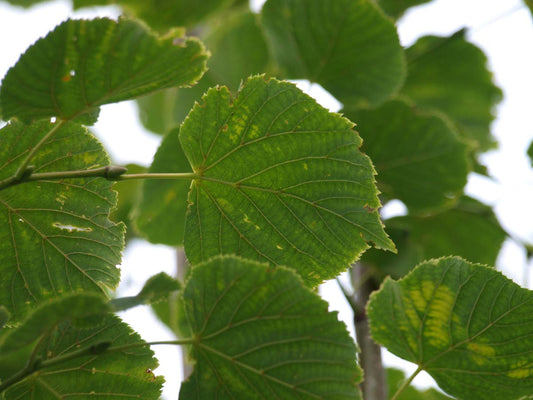 Tilia europaea 'Zwarte Linde' Tuinplanten blad