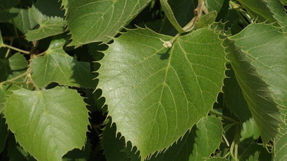 Tilia henryana haagplant blad