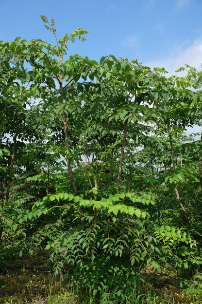 Aralia elata meerstammig / struik struik
