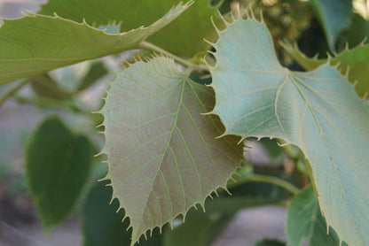 Tilia henryana haagplant blad