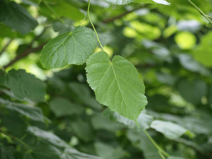 Tilia platyphyllos meerstammig / struik blad
