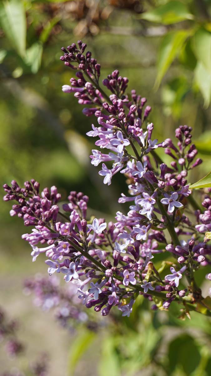 Syringa vulgaris Tuinplanten