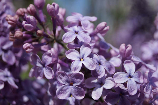 Syringa vulgaris 'G.J. Baardse' op stam bloem