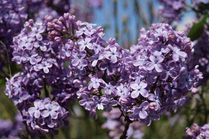 Syringa vulgaris 'G.J. Baardse' op stam bloem