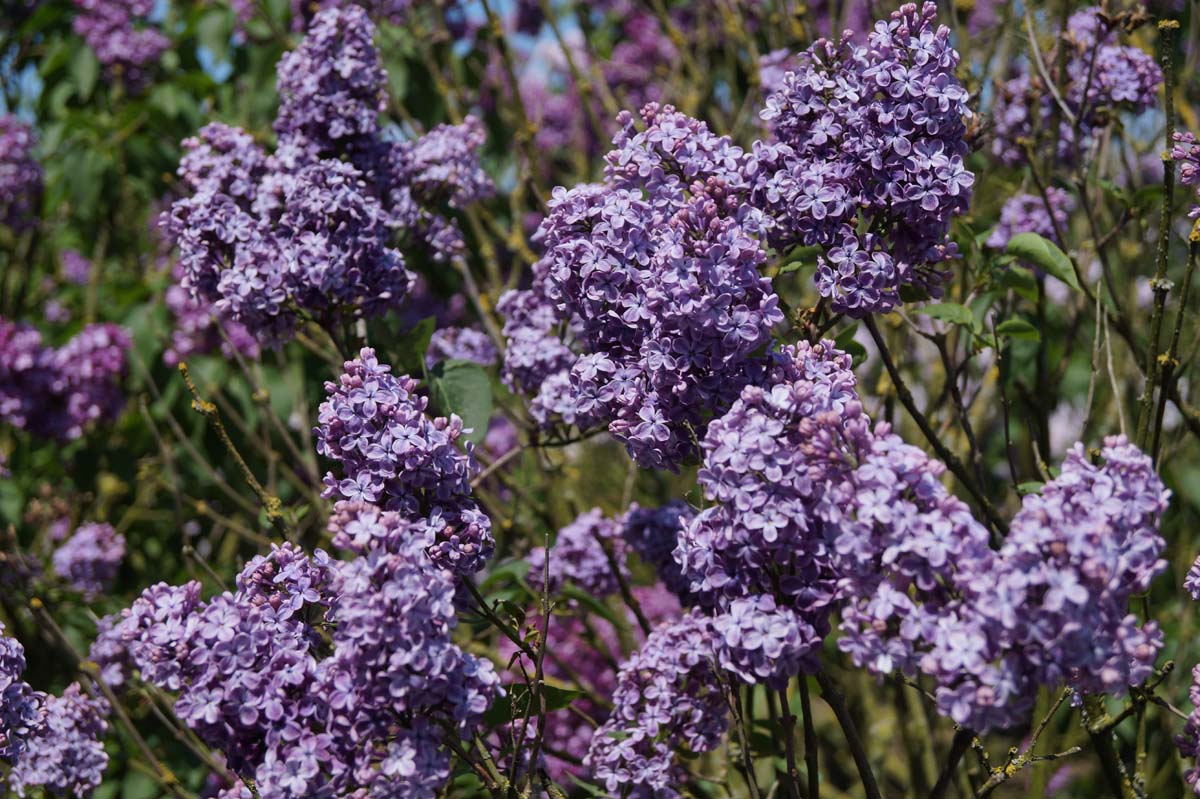 Syringa vulgaris 'G.J. Baardse' op stam bloesem