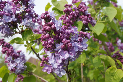 Syringa vulgaris 'Katherine Havemeyer' op stam bloem