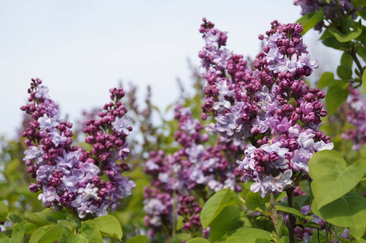 Syringa vulgaris 'Katherine Havemeyer' op stam bloesem