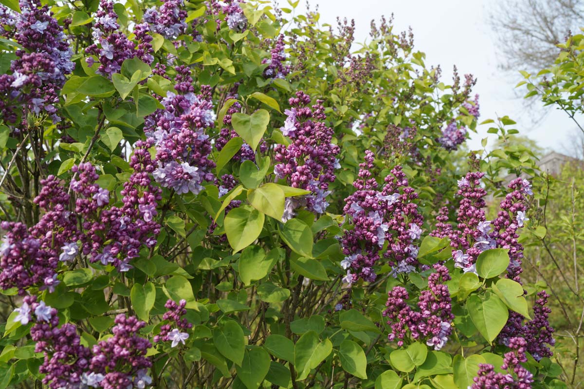 Syringa vulgaris 'Katherine Havemeyer' op stam blad