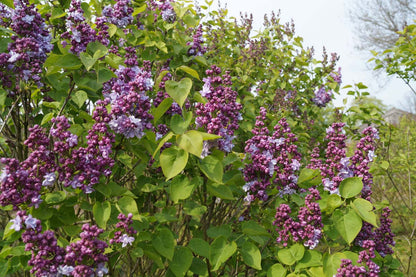 Syringa vulgaris 'Katherine Havemeyer' op stam blad