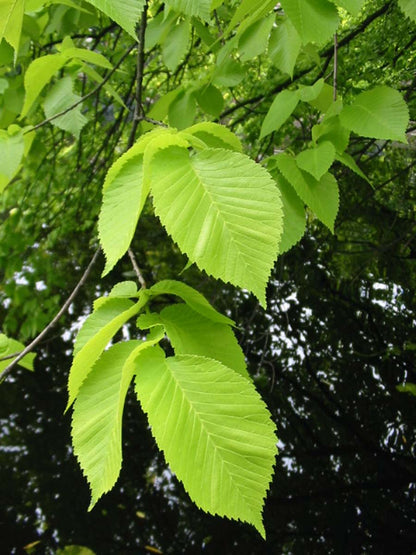 Ulmus glabra 'Lutescens' op stam blad