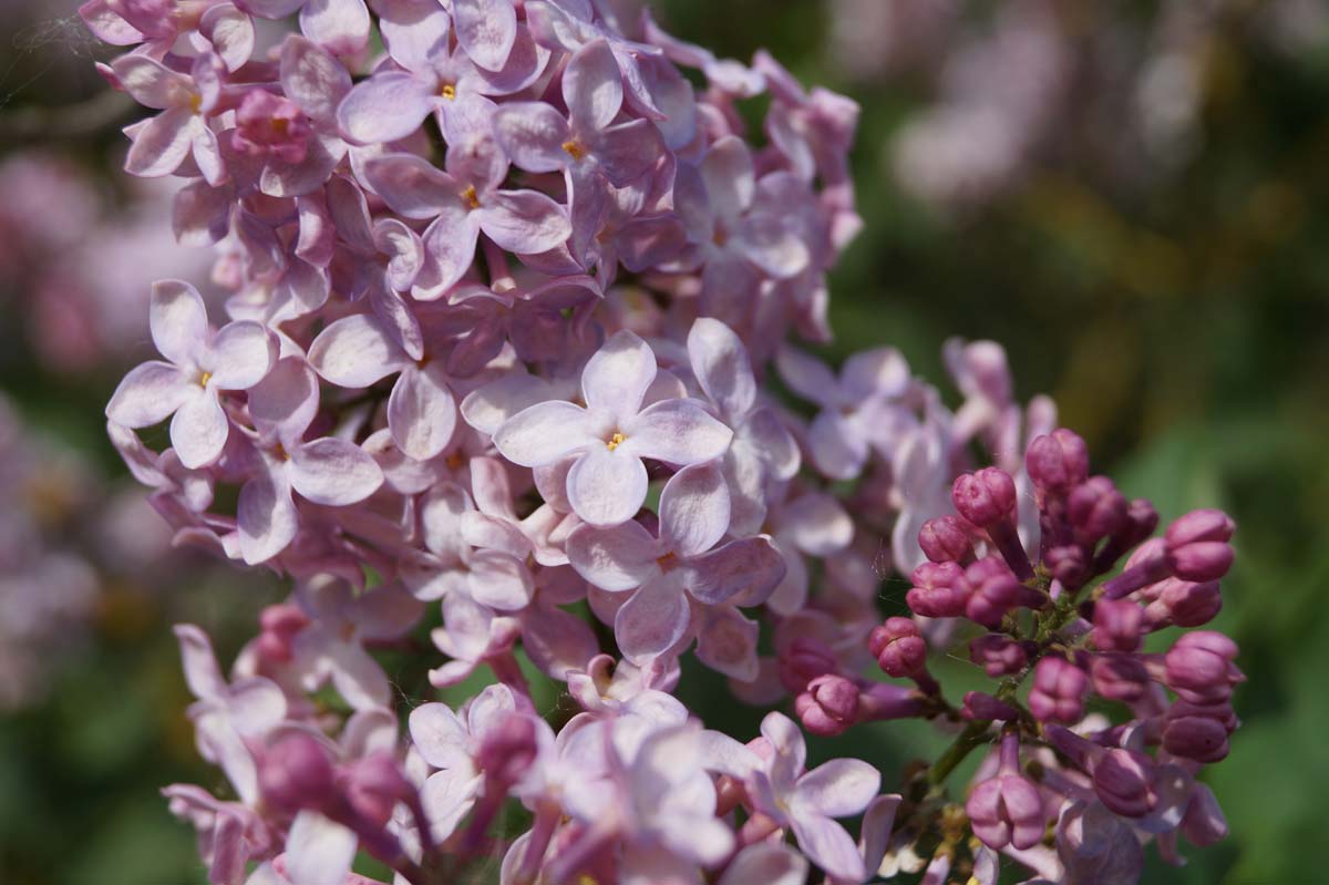 Syringa vulgaris 'Lucie Baltet' meerstammig / struik