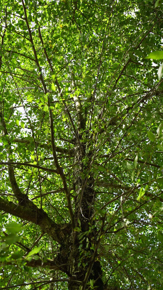 Ulmus minor haagplant