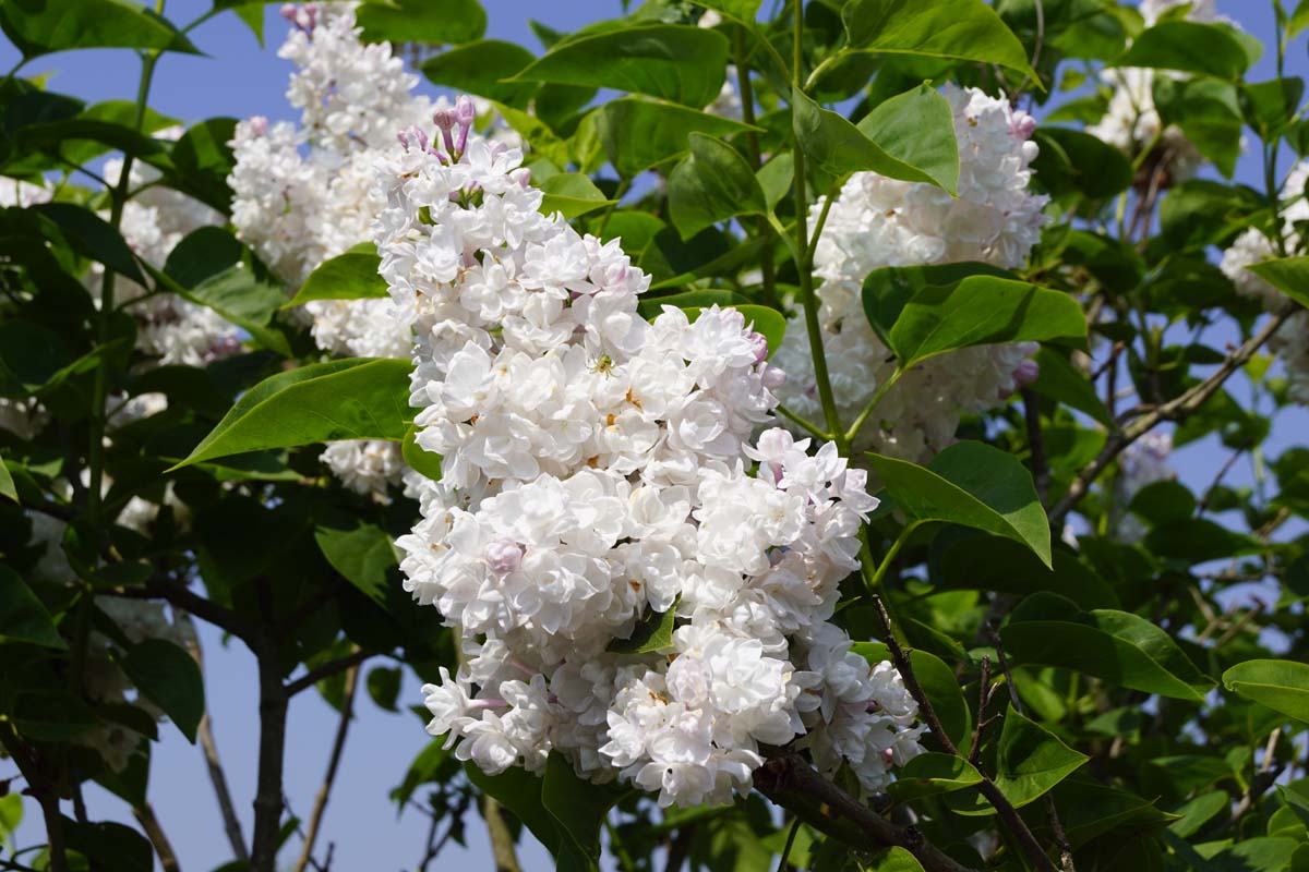Syringa vulgaris 'Mme Lemoine' op stam