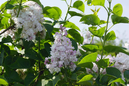 Syringa vulgaris 'Mme Lemoine' op stam