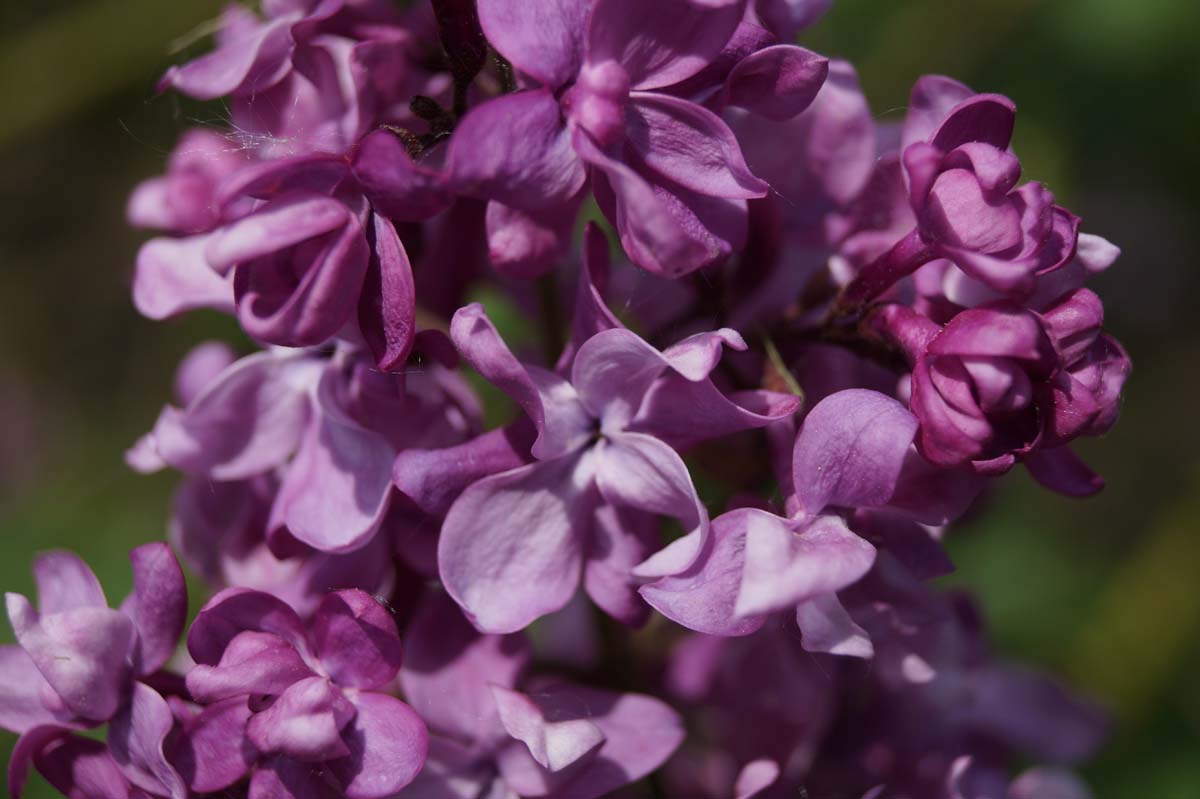 Syringa vulgaris 'Mrs Edward Harding'