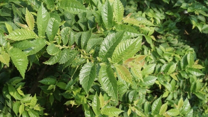 Ulmus parvifolia meerstammig / struik