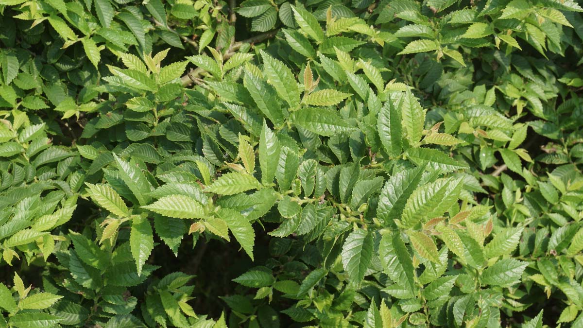 Ulmus parvifolia meerstammig / struik