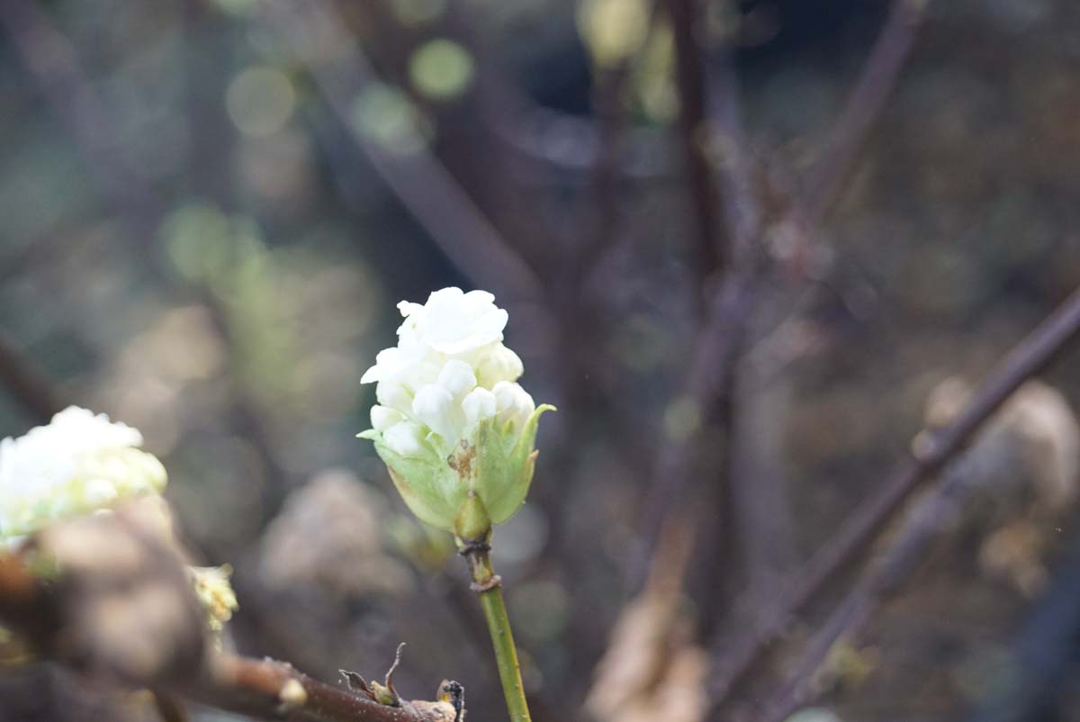 Viburnum farreri 'Candidissimum' Tuinplanten
