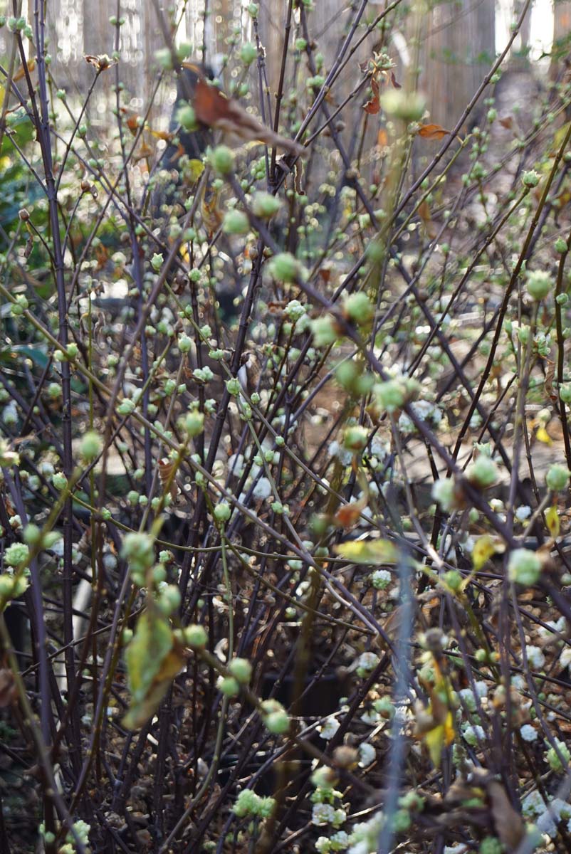 Viburnum farreri 'Candidissimum' Tuinplanten