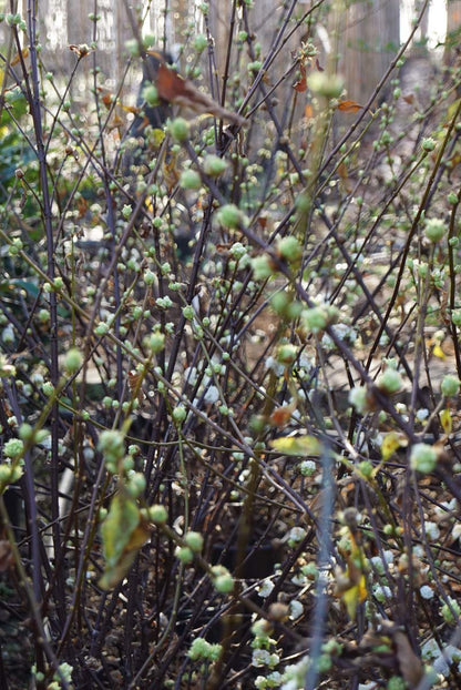 Viburnum farreri 'Candidissimum' Tuinplanten