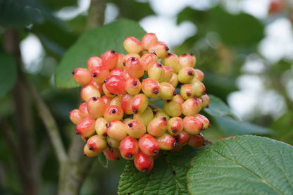 Viburnum lantana meerstammig / struik bes