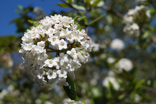 Viburnum burkwoodii Tuinplanten bloem