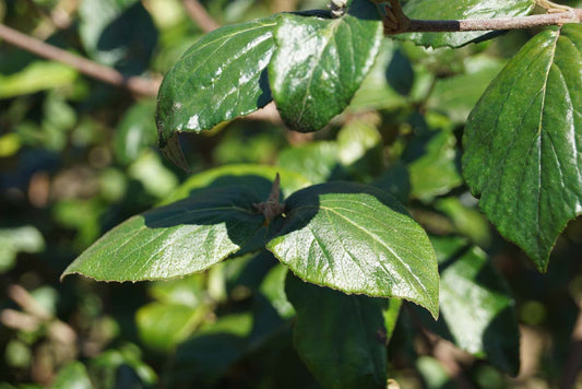 Viburnum burkwoodii 'Mohawk' Tuinplanten