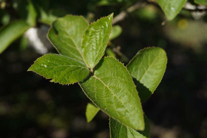 Viburnum carlcephalum op stam blad