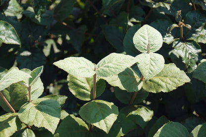Viburnum carlesii 'Diana' blad