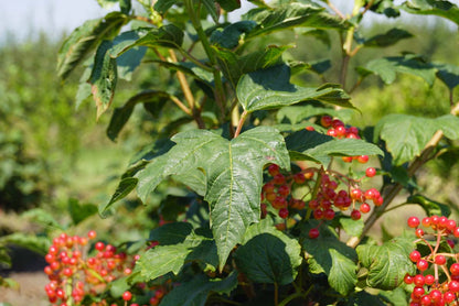 Viburnum opulus 'Compactum' op stam