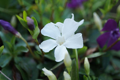 Vinca minor 'Alba'
