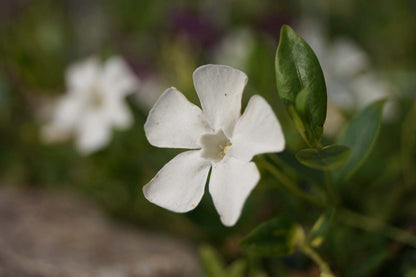 Vinca minor 'Alba'
