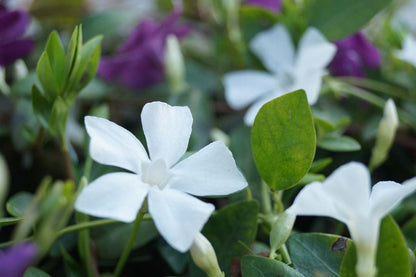 Vinca minor 'Alba'
